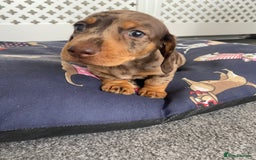 Dachshund dogs for sale: Dachshund puppies  - Image 13