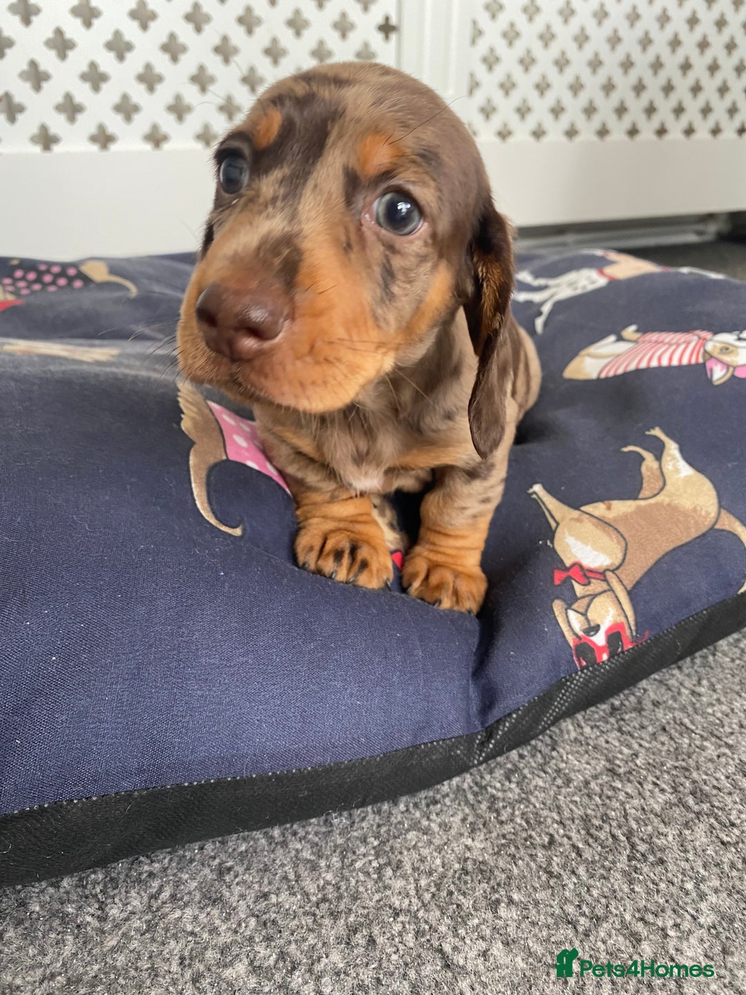 Dachshund dogs for sale: Dachshund puppies  - Image 13