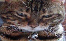Bengal cats for sale: 🐾 Bengal Cat Alfie Looking for Forever Home 🐾 - Image 12