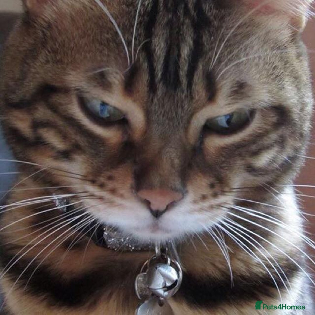 Bengal cats for sale: 🐾 Bengal Cat Alfie Looking for Forever Home 🐾 - Image 12