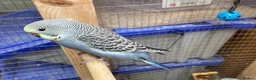 Budgerigars birds for sale: Baby budgies all bred in our aviary  - Advert 7