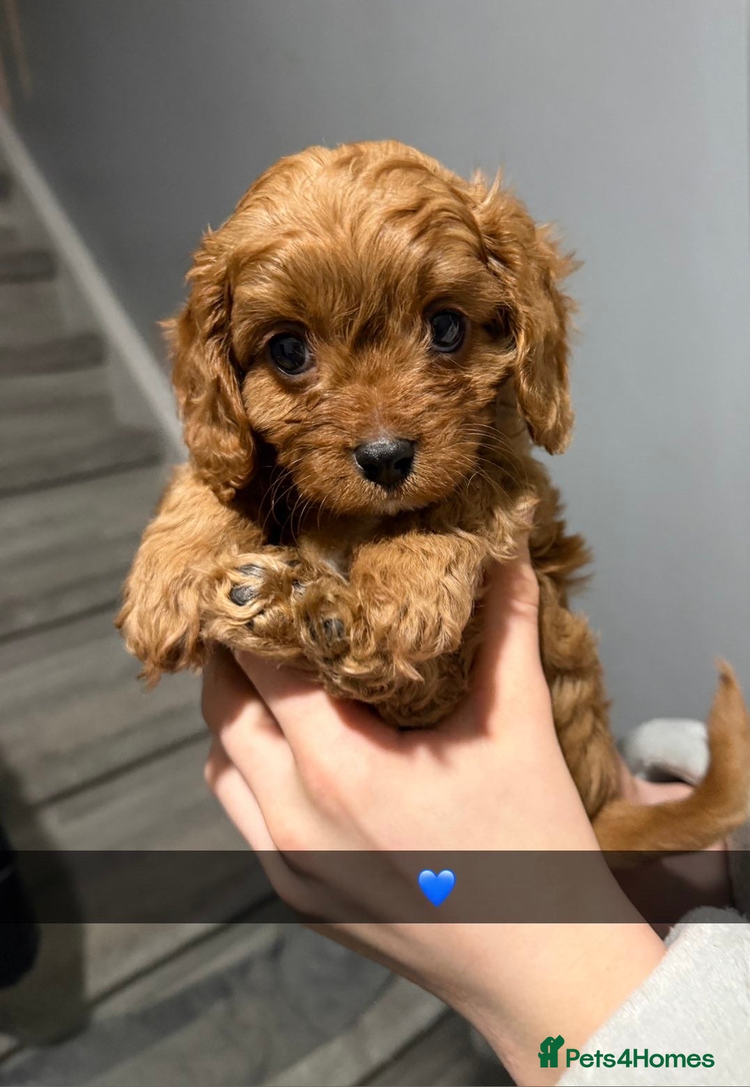 Cavapoo dogs  Cavapoo Puppies 1 male left 💙 - Advert 5