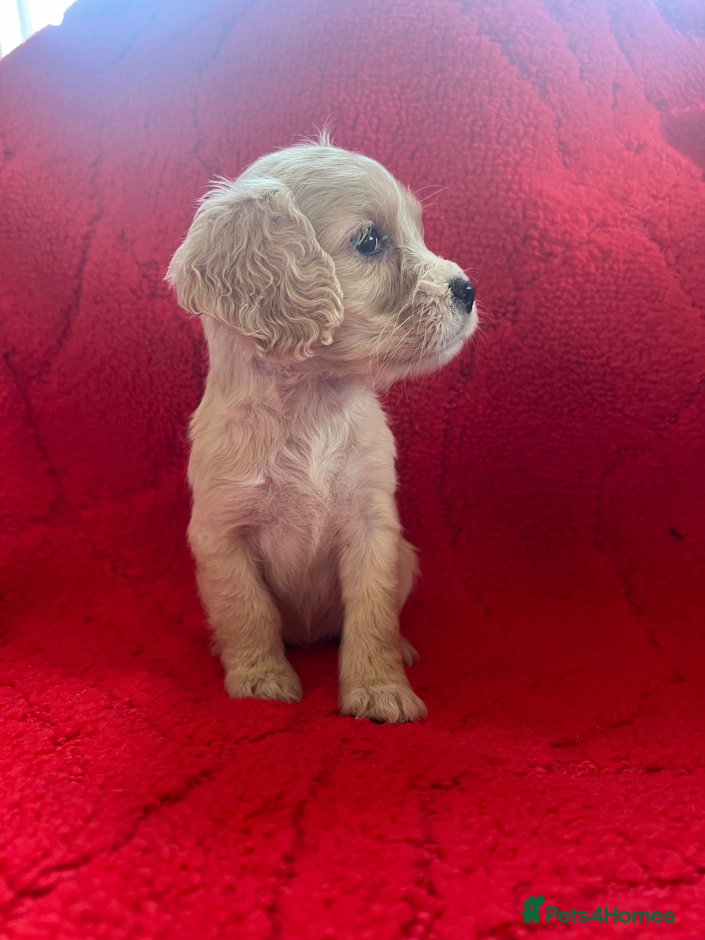 Cocker Spaniel dogs Beautiful litter of F1 cocker spaniels - Advert 1