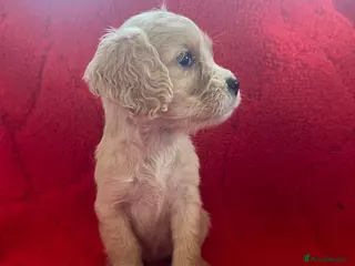 Cocker Spaniel dogs Beautiful litter of cocker spaniels - Advert 2