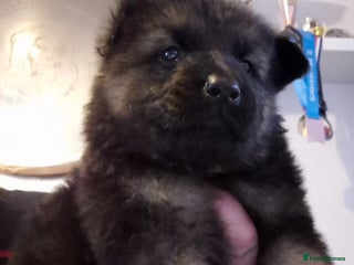 German Shepherd dogs - Advert 3