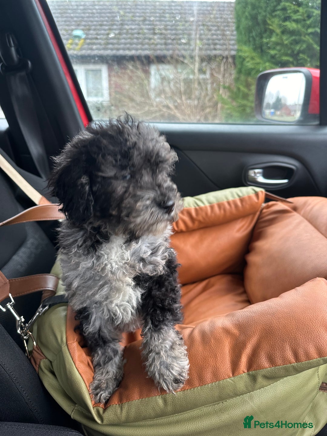 Miniature Poodle dogs for stud: Miniature Merle Poodle STUD  - Image 20