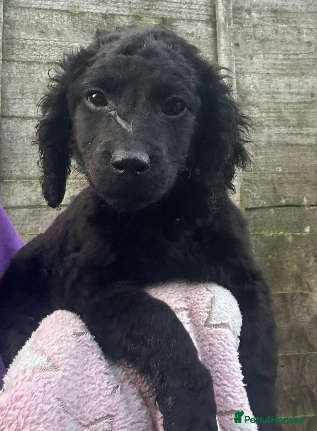 Cockapoo dogs for sale: F2B Cockapoo Puppies - Image 8