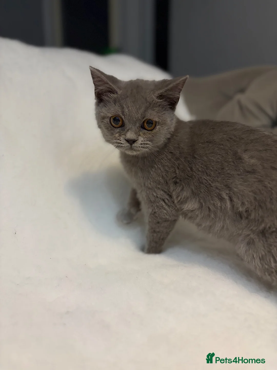 British Shorthair cats for sale: Beautiful BSH  - Advert 7