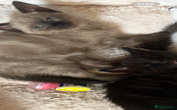 Ragdoll cats for sale:  Caramel pointed Ragdoll kitten  - Image 5