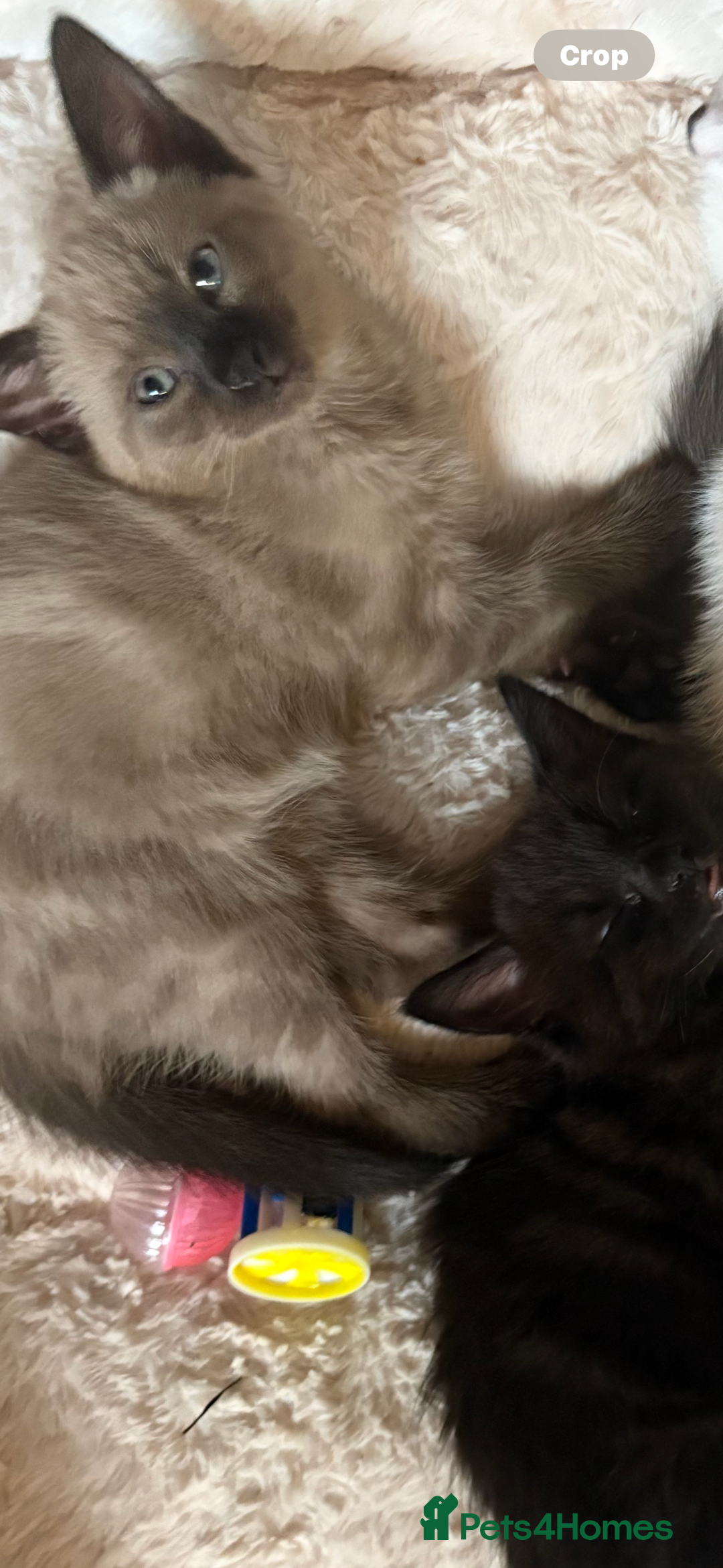 Ragdoll cats for sale:  Caramel pointed Ragdoll kitten  - Image 5