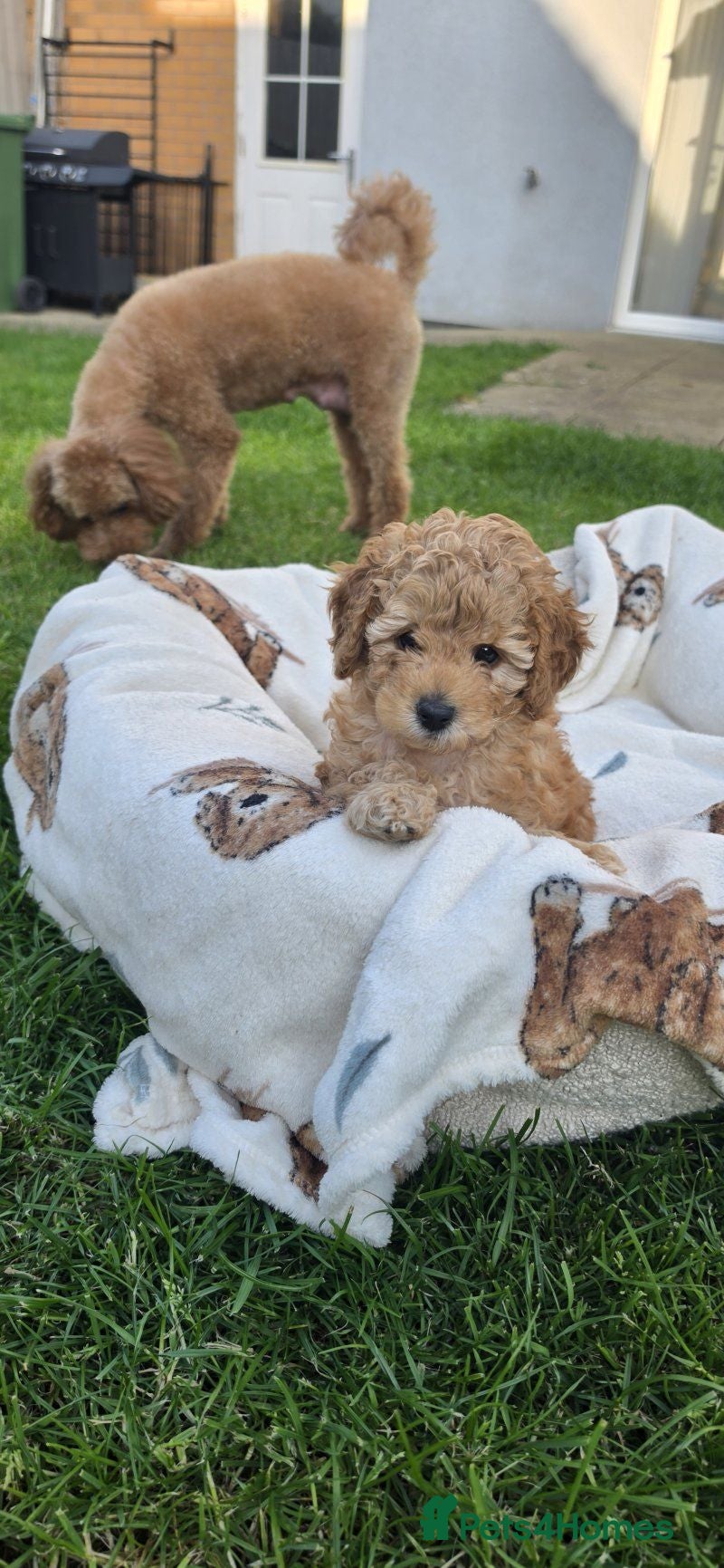 Toy Poodle dogs Beautiful 2 Toy Poodle Puppies - Advert 1