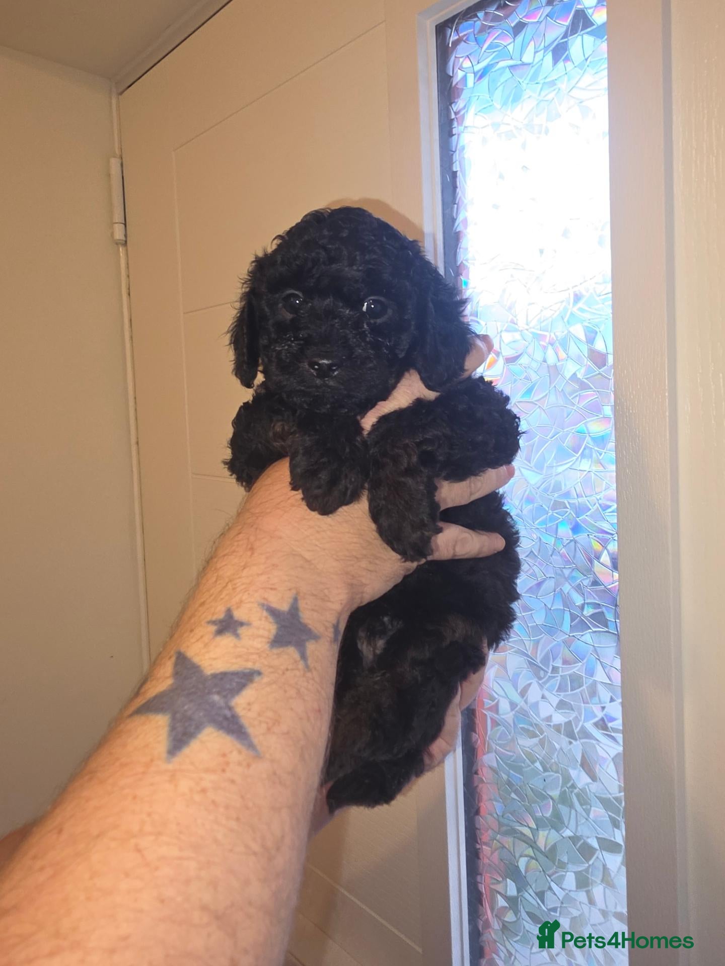 Shihpoo dogs Three male shihpoo puppies  - Advert 6