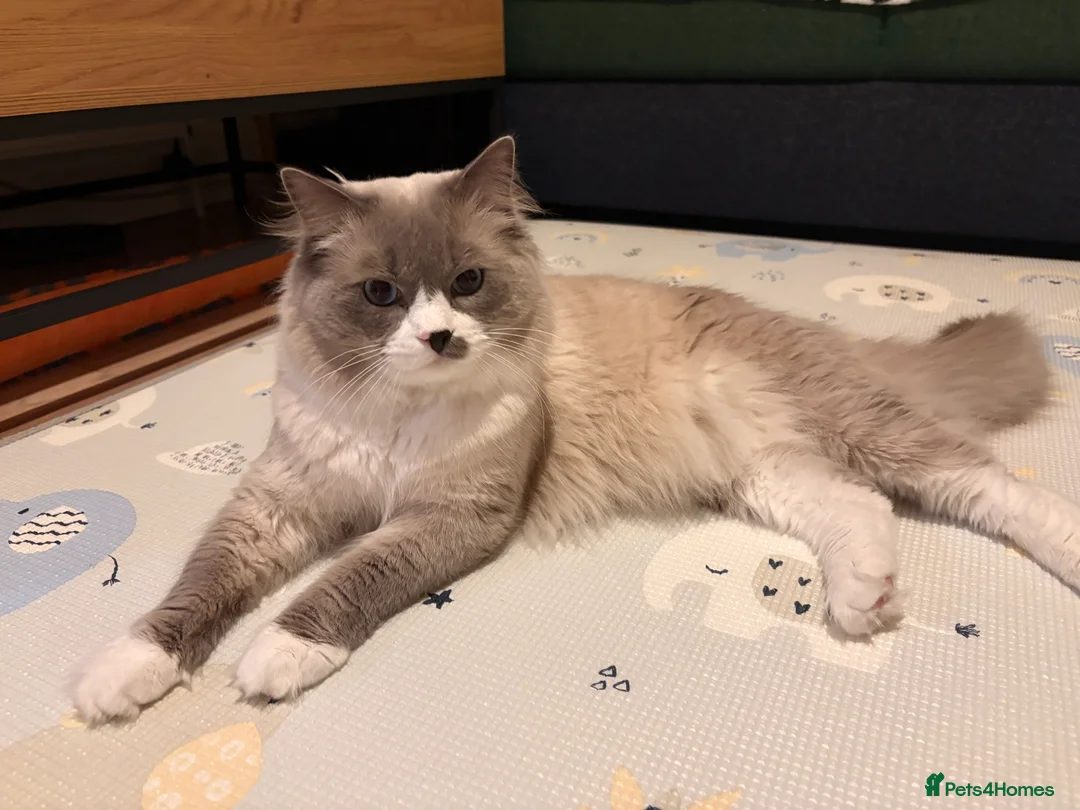 Ragdoll cats for stud: Pure Ragdoll Stud Available  in Newry - Advert 2