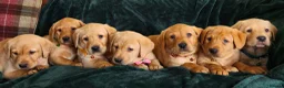 Labrador Retriever dogs for sale: ⭐⭐7 Beautiful Fox Red Labrador Pups Ready Soon!⭐⭐️ - Advert 5