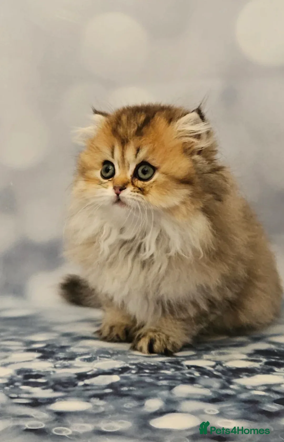 Scottish Fold cats for sale: Long haired Scottish Fold - Advert 3