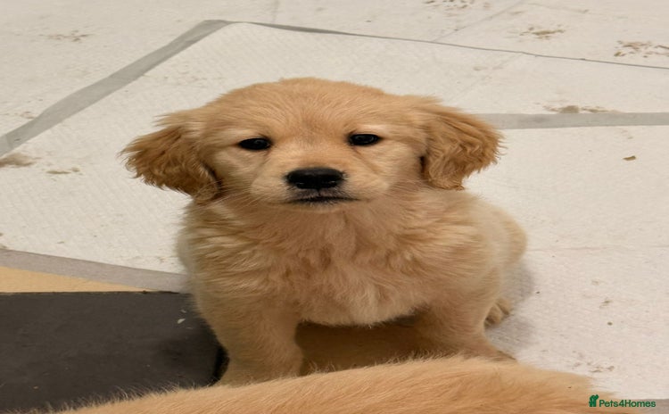 Golden Retriever dogs Golden Retriever Puppies - Advert 3