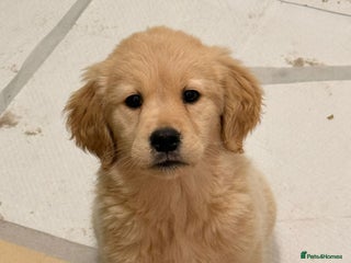 Golden Retriever dogs Golden Retriever Puppies - Advert 2