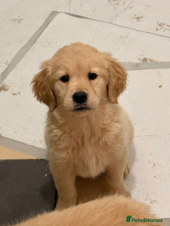 Golden Retriever dogs Golden Retriever Puppies - Advert 1