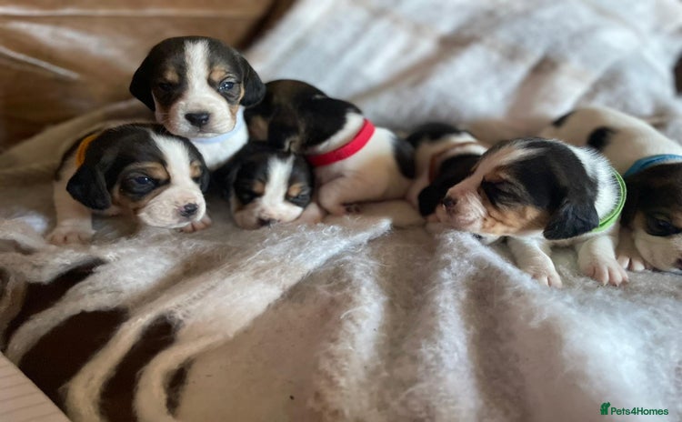 Beagle dogs - Advert 6