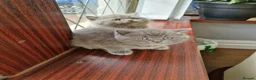 British Shorthair cats for sale: British shorthair blue BSH kittens - Advert 5