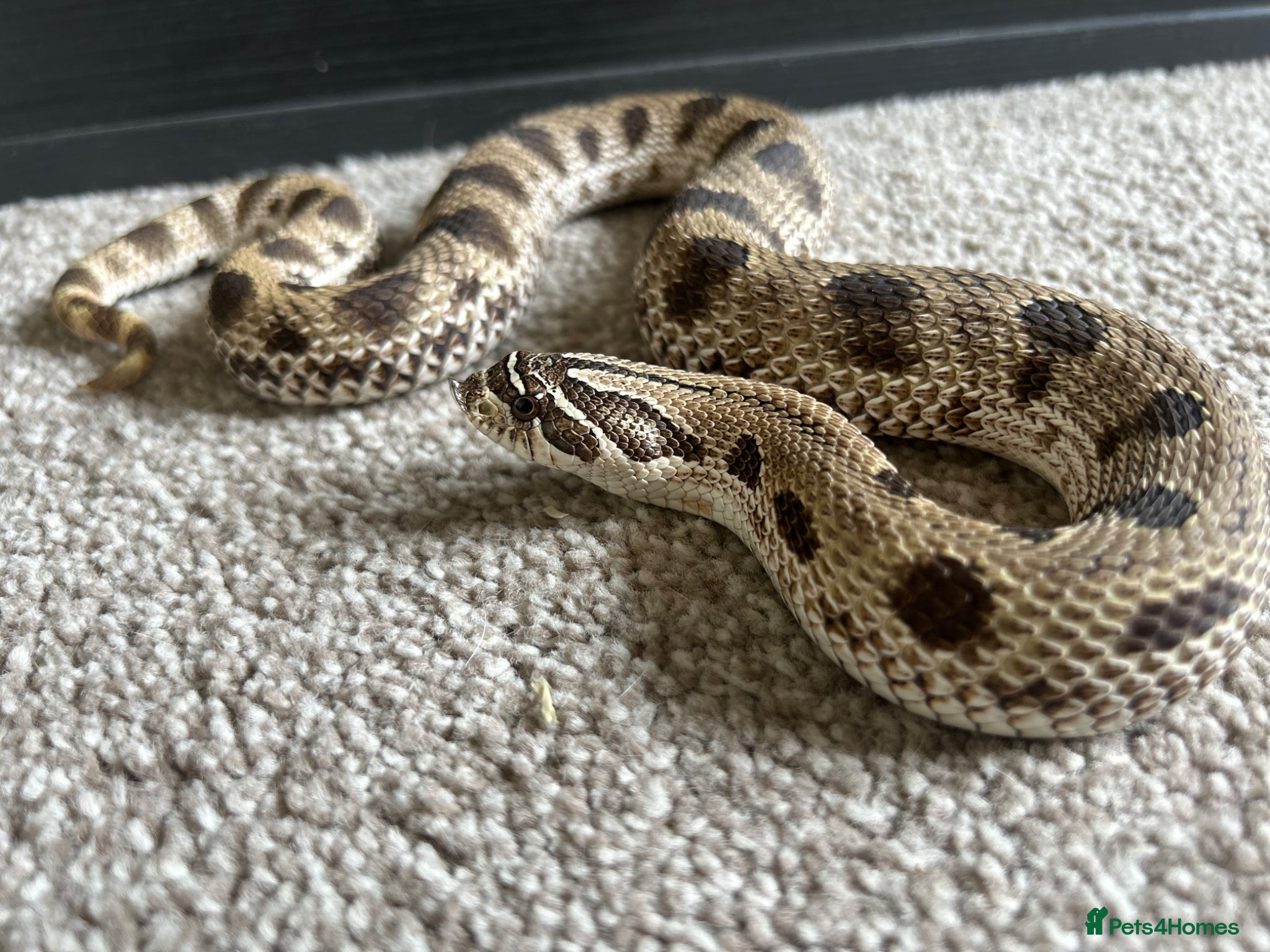 Snake reptiles Female Conda Hognose snake & set up  - Advert 1
