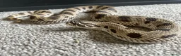 Snake reptiles for sale: Female Conda Hognose snake & set up  in Nottingham - Advert 1