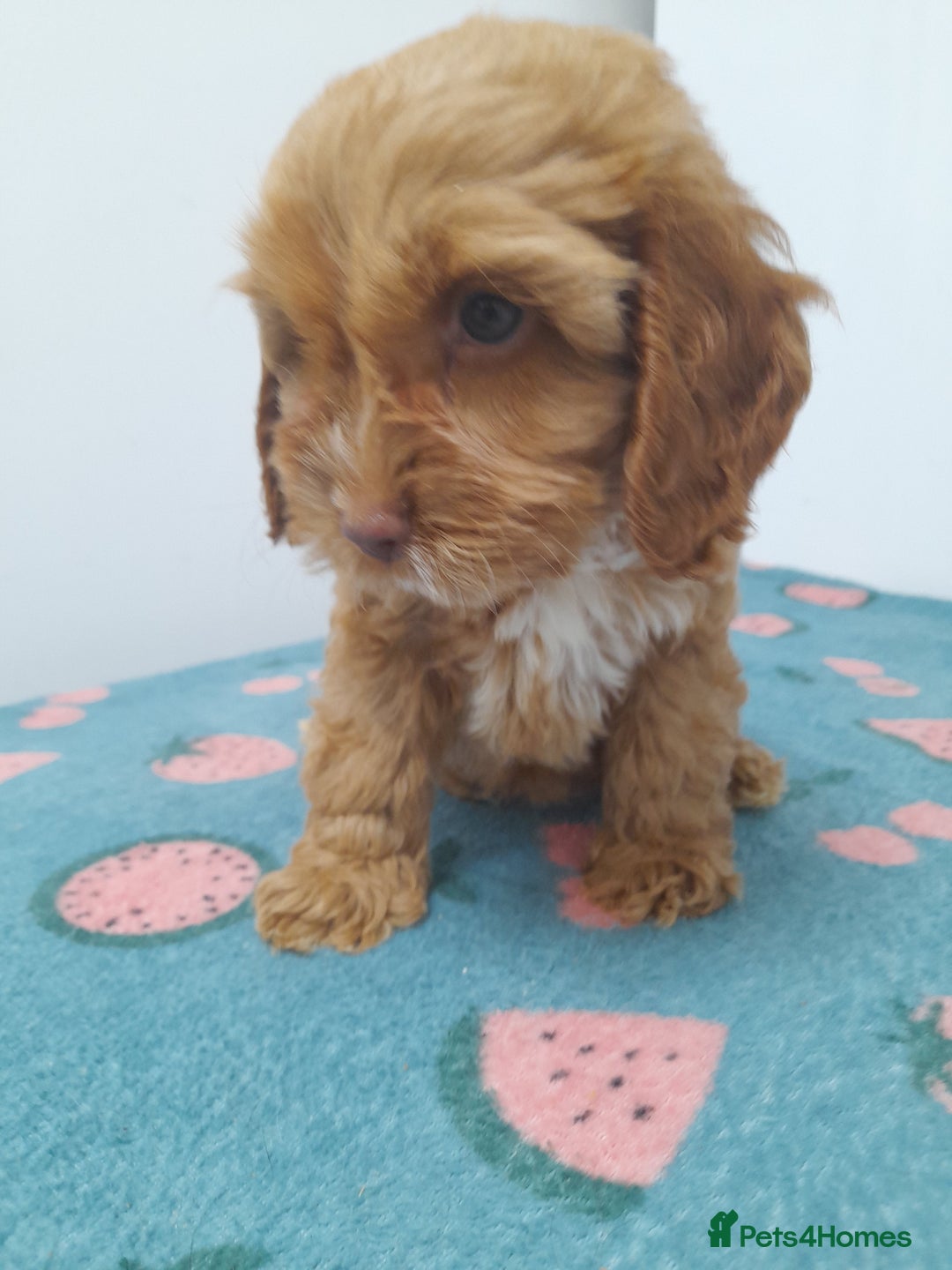 Cockapoo dogs for sale: Beautiful cockapoo puppies ready now - Advert 15