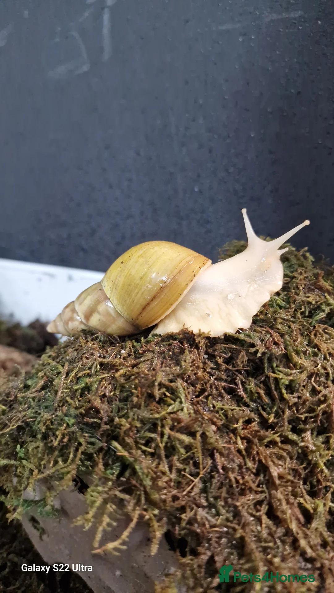 Snails invertebrates for sale: Giant African land snails  - Advert 1