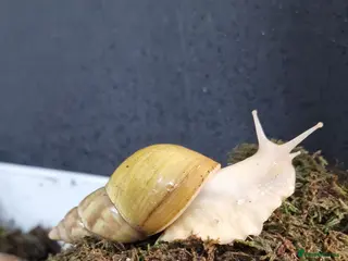 Snails invertebrates Giant African land snails - Advert 1