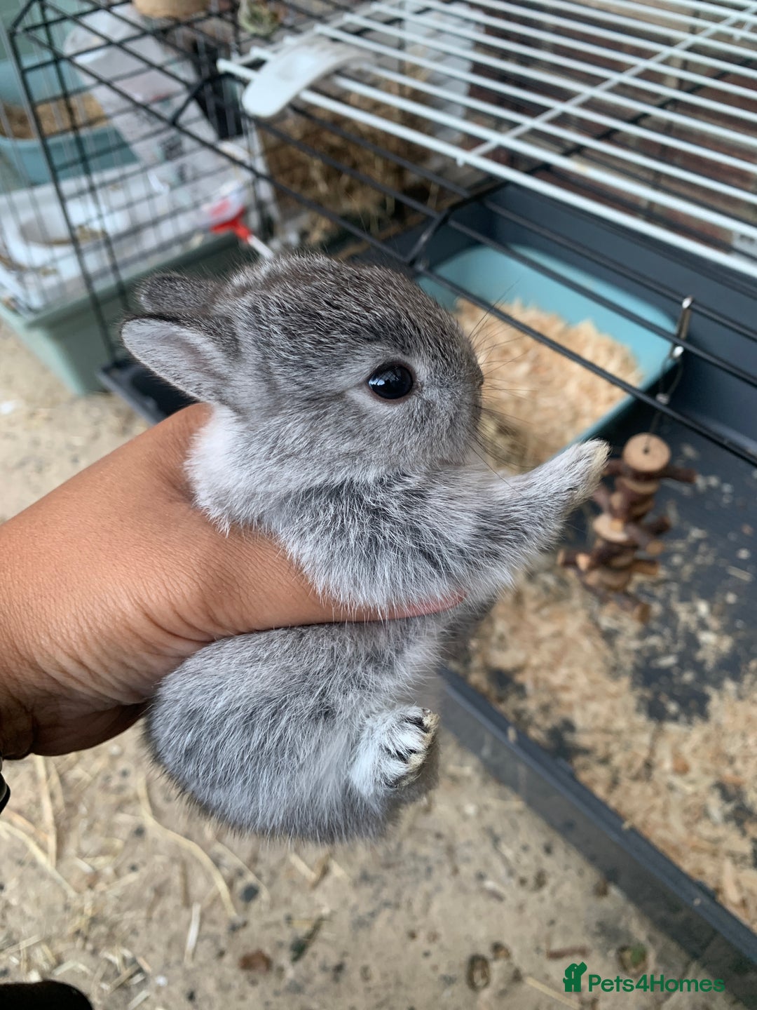 Netherland Dwarf rabbits for sale: Gorgeous Netherland Dwarf Rabbits - Ready in Sept - Image 14