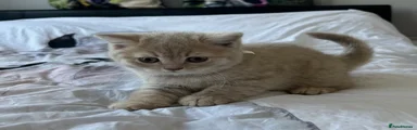 British Shorthair Kitten 3