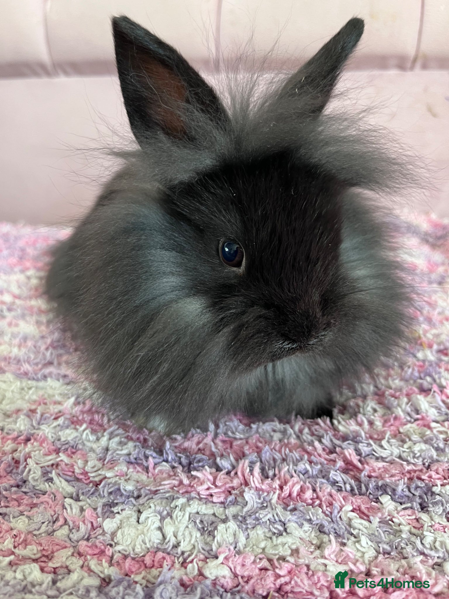 Lionhead rabbits 1 BOY LION/LOP LEFT READY NOW!! - Advert 9