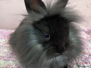 Lionhead rabbits 1 BOY LION/LOP LEFT READY NOW!! - Advert 9