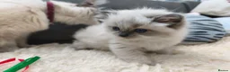 Ragdoll cats for sale: Gorgeous Snow Leocats: RagdollxSiberianxHimalayan! - Advert 4