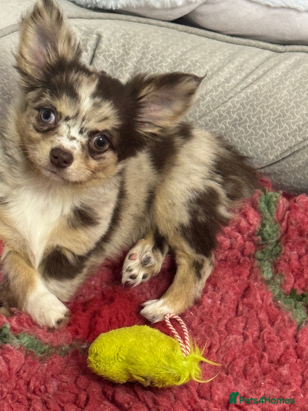 Chihuahua dogs for sale: READY TO GO.Chihuahua Long Choc Merle Girl BlueEye - Image 4