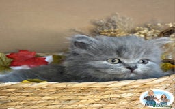 British Shorthair cats for sale: 3 British short hair / long hair kittens  - Image 19