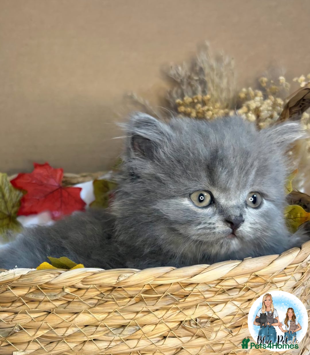 British Shorthair cats for sale: 3 British short hair / long hair kittens  - Image 19
