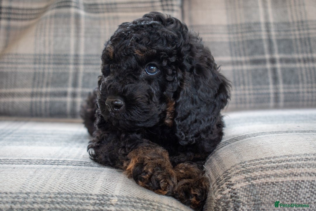 Cavapoo dogs for sale: F1B Cavapoo Boy Ready Now  - Image 4