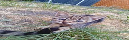 Mixed Breed cats for sale: 4 kittens to good hands  - Advert 5