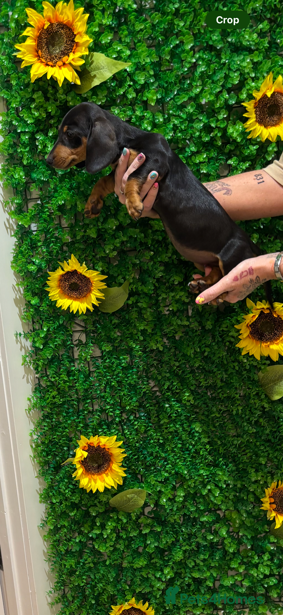 Miniature Dachshund dogs for sale: Smooth hair miniature dachshunds  - Image 4