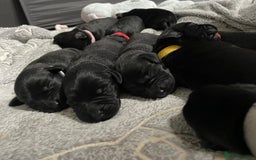Mixed Breed dogs for sale: YOUR NEW BEST FRIEND IS WAITING!  - Image 38