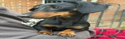 Miniature Dachshund dogs for sale: Female Black and Tan Smooth Hair Mini Dachshund - Advert 4