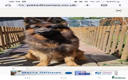 German Shepherd dogs for stud: STUD DOG GERMAN SHEPHERD LONG COAT  in Yeovil - Image 2