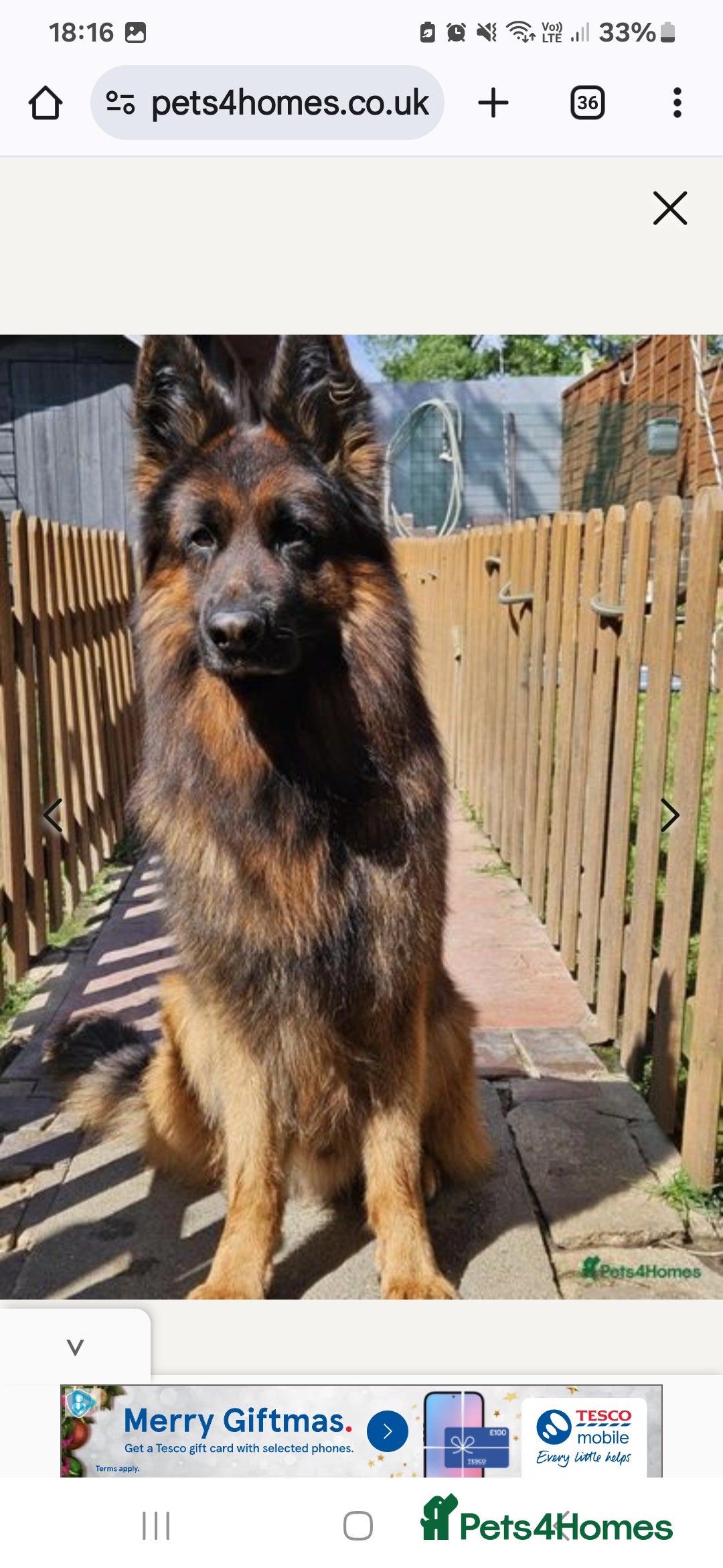 German Shepherd dogs for stud: STUD DOG GERMAN SHEPHERD LONG COAT  in Yeovil - Image 2