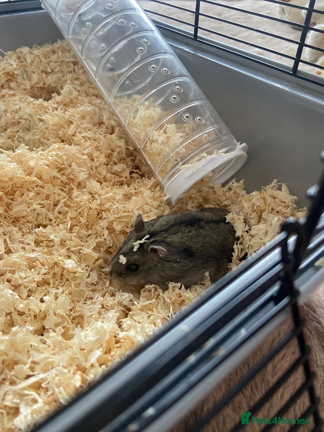 Hamster rodents for sale: Russian dwarf hamster! - Advert 11