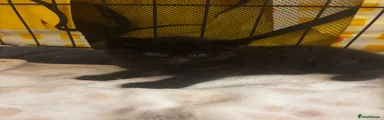 Domestic Shorthair Kitten 2