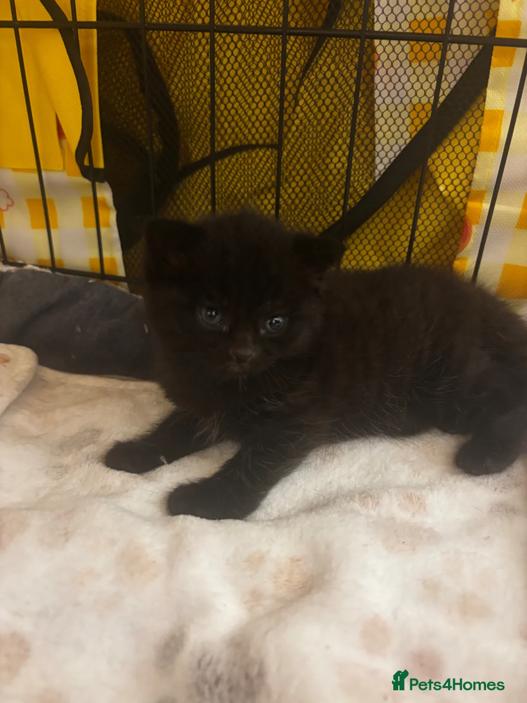 Domestic Shorthair cats for sale: Adorable kittens for sale in Newhaven - Advert 19