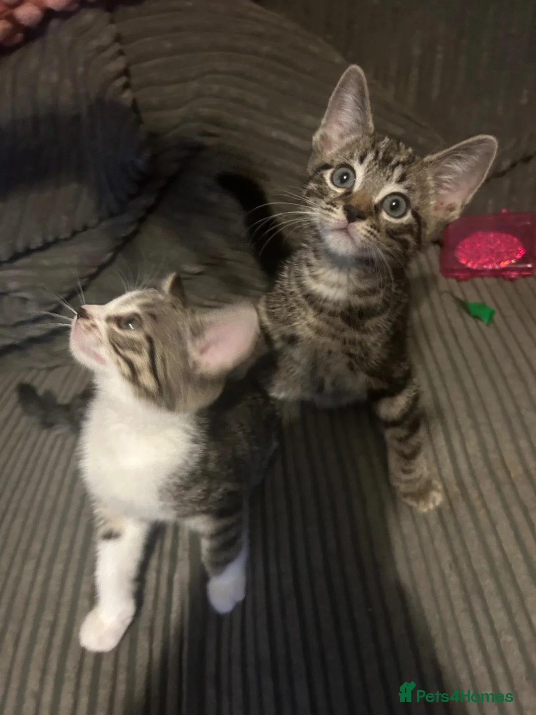 Mixed Breed cats for sale: Kittens ready leave ASAP - Advert 8