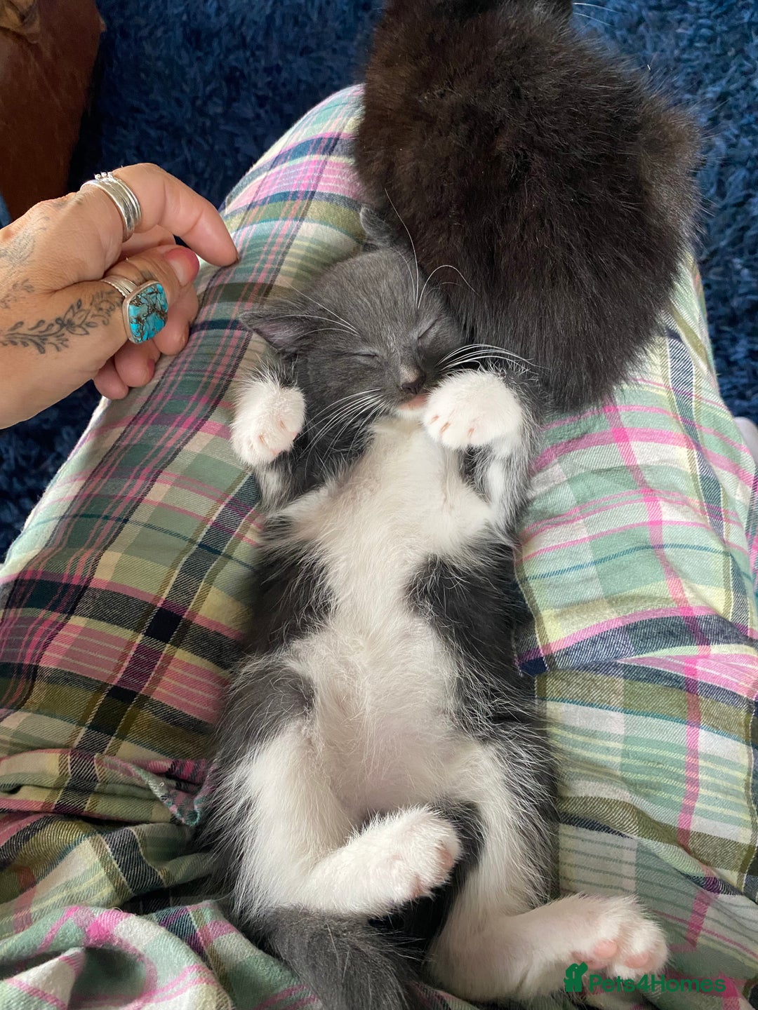 Ragdoll cats for sale: Rag doll cross kittens for sale - Advert 10