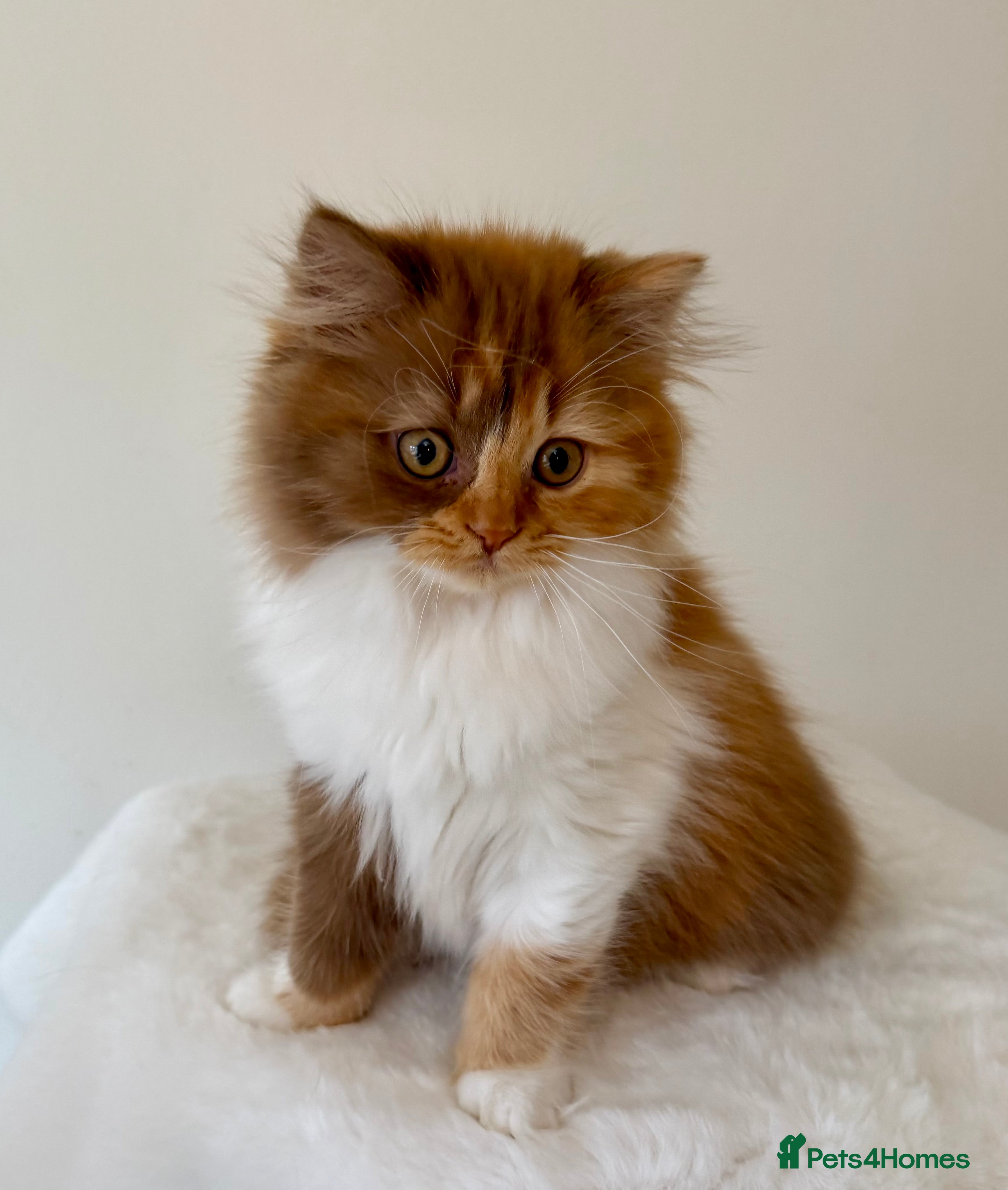 British Longhair cats British Longhair girls TICA registered  - Advert 5